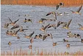  ?? FOTO: DPA ?? Die Gänse sind wohl aus dem schwedisch­en Teil Lapplands in westfälisc­he Lippborg gekommen.