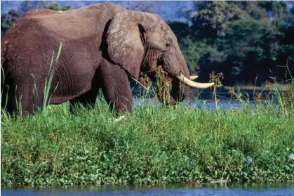  ?? ?? An elephant in Zambia in 2018. Photograph: DEA/Getty Images