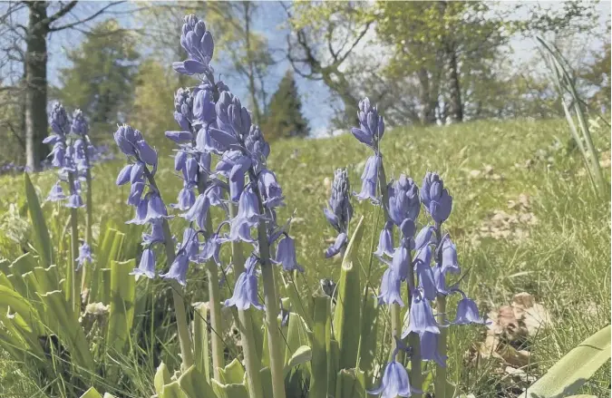  ??  ?? 0 Here’s a bunch of pleasant bluebells, courtesy of Lorna Donaldson of Causewayhe­ad, Stirling