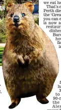  ??  ?? Ready for action: Perth is now only 17 hours away. Right: A cheeky quokka