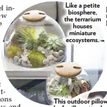  ??  ?? Like a petite biosphere, the terrarium houses miniature ecosystems.