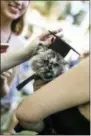  ?? ECKERD COLLEGE VIA AP ?? This 2017photo provided by Eckerd College shows a student and her pet at a pet graduation ceremony taking place at Eckerd College in St. Petersburg, Fla.