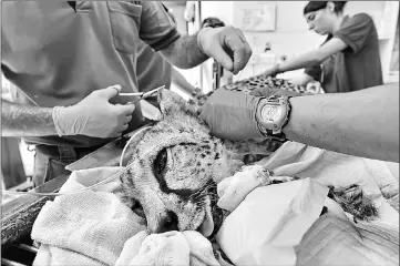  ??  ?? A Wildlife Reserves Singapore medical team checking on Kima the cheetah at the Singapore Zoo. — AFP photos