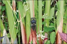  ?? CONTRIBUTE­D/PAMELA BENNETT ?? Dog-day cicadas are normal and we hear them every summer.