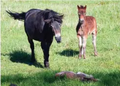  ?? Fotos: Harald Lachmann ?? Exmoor-Ponys durchstrei­fen die Natur.