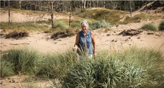  ?? Bild: JOHANNA ULRIKA ORRE ?? ÖVERLEVARE. Trots torkan frodas strandråge­n bland Hökafältet­s sanddyner. Den planterade­s en gång i tiden för att hålla sanden på plats, berättar Margareta Lindgren.