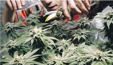  ?? — THE ASSOCIATED PRESS FILES ?? Statistics Canada estimates that in 2017, marijuana exports represente­d 20 per cent of Canada’s total production.