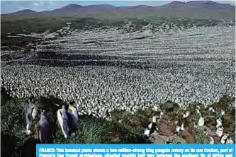  ??  ?? FRANCE: This handout photo shows a two-million-strong king penguin colony on Ile aux Cochon, part of France’s Iles Crozet archipelag­o, situated roughly half way between the southern tip of Africa and Antarctica. —AFP
