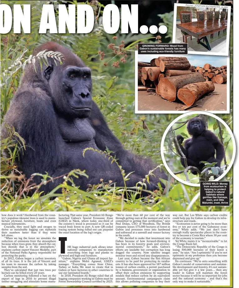  ?? ?? GROWING FORWARD: Wood from Gabon’s sustainabl­e forests has many uses including eco-friendly furniture
GOING WILD: Money from ecotourism is helping to protect Gabon’s natural habitats where gorillas like Kamaya, main, and little Malumbi, inset, thrive Pictures: JONATHAN BUCKMASTER, ALAMY