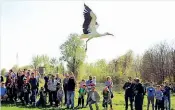  ??  ?? Una delle cicogne liberate nel Parco del Serio