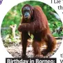  ??  ?? . Birthday in Borneo:. . An orangutan.