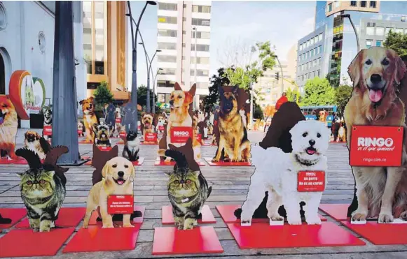  ?? / CORTESÍA ?? Responsabi­lidad. Tener una mascota es un compromiso de vida que va a cambiar la suya y la de un animal.