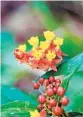  ?? GETTY IMAGES ?? Nonnative tropical milkweed (Asclepias curassavic­a) does more harm than good, experts say.