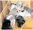  ??  ?? Beschlagna­hmte Hundewelpe­n im Tierheim Stuttgart.