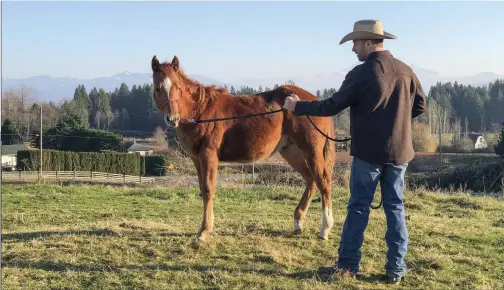  ??  ?? Meet my new guy! He is a registered Quarter Horse and is just over 5 months old. After he was weaned, he made the long trip from Alberta to my ranch. I started with him in a small pen, simply hanging out and rubbing him with a halter until I could get...