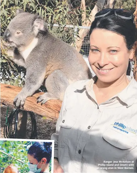  ??  ?? Ranger Jess McKelson at Phillip Island and (inset) with an orang-utan in West Borneo.