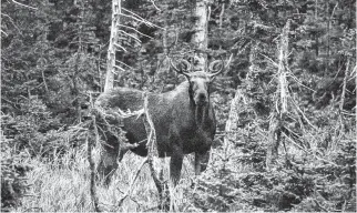  ?? DEPARTMENT OF LANDS AND FORESTRY ?? The mainland moose was declared an endangered species in 2003 so the Land and Forestry Department is years behind on its promises to protect the animal.