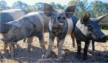  ?? STAFF PHOTOS BY C.B. SCHMELTER ?? Above: A herd of pigs is seen at Flying Turtle Farm on Thursday in Cloudland, Ga. Flying Turtle Farm provides produce, meats and flowers to the Chattanoog­a-area Lupi's restaurant­s.