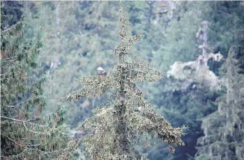  ?? SEAN SCOTT/DESTINATIO­N BC ?? A bald eagle views the landscape at Knight Inlet on Vancouver Island.