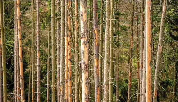  ?? FOTOS: SASCHA FROMM (4) ?? Borkenkäfe­rplage in Thüringen: Ein betroffene­s Waldgebiet bei Schleiz, deutlich sind im Foto die toten Fichten zu erkennen.