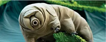  ?? CREDIT: EYE OF SCIENCE / GETTY IMAGES ?? A water bears or tardigrade.