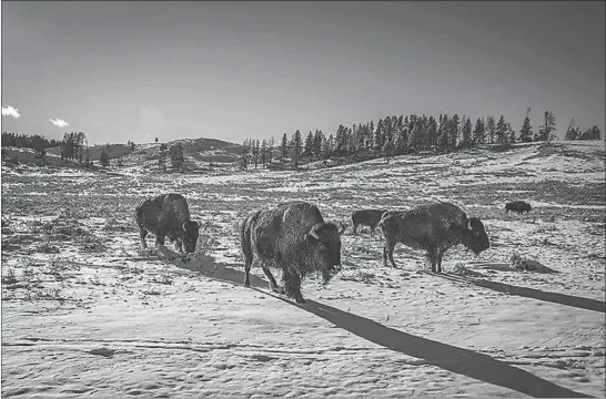  ?? PHOTOS BY JOSH HANER / THE NEW YORK TIMES ?? Bison trudge along a stretch of land in October in Yellowston­e National Park. Climate change is altering America’s first national park so quickly that plants and animals may not be able to adapt.