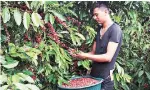  ??  ?? A coffee plantation in Nicaragua. Thanks to the growing popularity of a sweet drink made of coffee husk, the price of the byproduct now fetches more than the bean