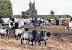  ??  ?? Im Faßberger Ortsteil Schmarbeck gibt es auch heute noch mehrere Heidschnuc­ken-Schäfer.