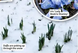  ??  ?? Daffs are poking up through the snow
Iris ‘Lady Beatrix Stanley’