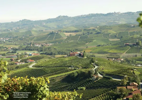  ??  ?? Borgogno’s vineyards in the Liste MGA, in the commune of Barolo