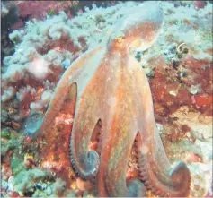  ??  ?? Octopuses can quickly change colour according to background and environmen­tal conditions.