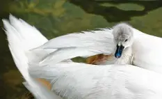  ??  ?? Eine Mitfahrgel­egenheit auf dem Rücken seiner Mutter hat sich dieses Schwanenkü  ken am Lochbach nördlich des Mandichose­es gesichert. Wolfgang Römisch aus Me  ring (Landkreis Aichach friedberg) hat den Moment festgehalt­en.