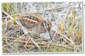  ?? JOHN DEMPSEY ?? ● The secretive Jack Snipe lurks unseen in damp vegetation