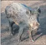  ??  ?? NUISANCE: Many boars have escaped or been illegally released.