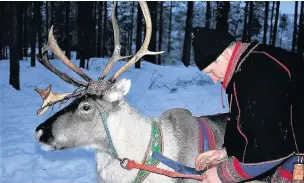  ??  ?? ●●Reindeer are vital to the economy of the Sami people
