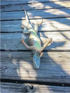  ?? KAY PAVKOVICH/COURTESY ?? An iguana found on a deck in Plantation eventually warmed up and got moving.