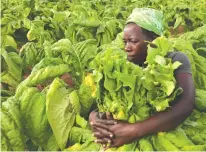  ?? ?? Tobacco farmers strategise to mitigate the impact of El Nino-induced drought