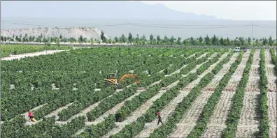  ??  ?? An overview of workers tending vineyards. Experts have commented on Ningxia’s good terroir and climate.