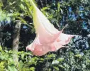  ??  ?? Just peachy . . . Brugmansia­s, like this peachcolou­red one, thrive in the garden.