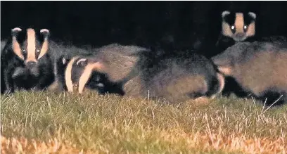  ??  ?? You too could enjoy the sight of wildlife in your back garden