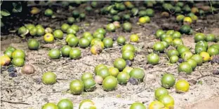  ?? DANIEL ACKER/BLOOMBERG ?? Fruit lay on the ground below an orange tree at the Alico Inc. Lake Patrick Grove in Frostproof on Sept. 11, after Hurricane Irma hit parts of Florida.