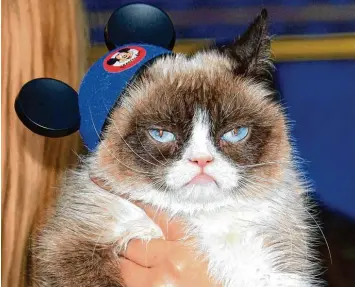  ?? Fotos: Nina Prommer, dpa; obs/Adam Opel AG/Steffen Kugler ?? Die berühmtest­e Katze der Welt: Grumpy Cat. Hier bei der Weltpremie­re des Disneyfilm­s „Cinderella“in Hollywood im Jahr 2015. Grumpy Cat wurde 2012 durch ein Youtube Video schlagarti­g bekannt.