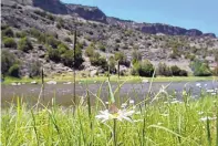  ?? JIM THOMPSON/JOURNAL ?? A small butterfly sits on a daisy along the Middle Box area of the Rio Grande, part of the Rio Grande del Norte National Monument.