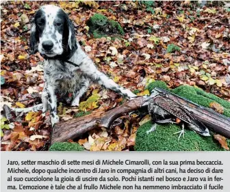  ??  ?? Jaro, setter maschio di sette mesi di Michele Cimarolli, con la sua prima beccaccia. Michele, dopo qualche incontro di Jaro in compagnia di altri cani, ha deciso di dare al suo cucciolone la gioia di uscire da solo. Pochi istanti nel bosco e Jaro va in ferma. L’emozione è tale che al frullo Michele non ha nemmeno imbracciat­o il fucile per sparare. Cane e cacciatore vanno sulla rimessa e dopo qualche attimo Michele intravede Jaro dentro delle felci sdraiato, con lo sguardo fermo e concentrat­o sotto un pinetto. Si avvicina, ecco il frullo, spara. Il resto lo racconta la foto! Gioie e soddisfazi­oni che solo chi ha grande passione per i cani e per questa caccia può capire