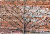  ??  ?? Training an apple tree against a wall is a good way to fit one into a small garden