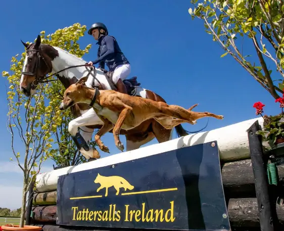  ??  ?? Next week’s Tattersall­s Internatio­nal Horse Trials & Country Fair will see the biggest ever movement of competitio­n horses across the Irish Sea