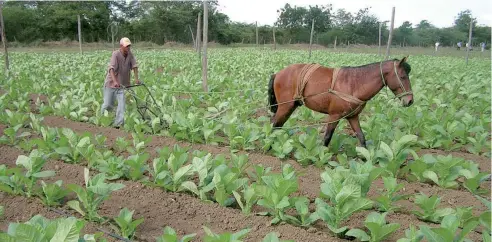  ?? F.E ?? El 65 % del tabaco a nivel nacional se produce bajo riego y el restante 35 % se produce en secano, indican los datos del Intabaco.