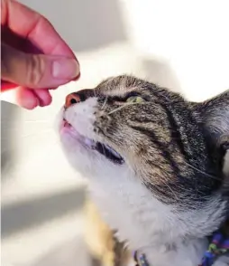  ?? DREAMSTIME ?? Los gatos son capaces de detectar las feromonas con su olfato