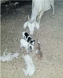  ?? Picture: SUPPLIED ?? COUNTING IN FIVES: An Eastern Cape goat has given birth to quintuplet­s, a first in the Eastern Cape, according to the rural developmen­t and agrarian reform department.