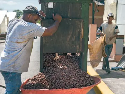  ?? PEDRO BAZIL ?? Un obrero dominicano en una producción de cacao puede trabajar 12 horas al día y ganar RD$9 mil al mes.